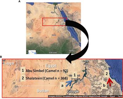 Seroprevalence of Toxoplasma gondii and Neospora caninum in camels recently imported to Egypt from Sudan and a global systematic review